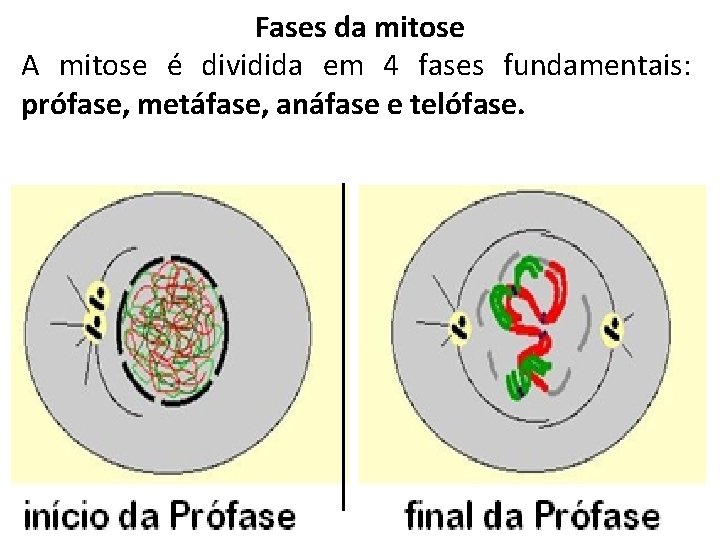 Fases da mitose A mitose é dividida em 4 fases fundamentais: prófase, metáfase, anáfase