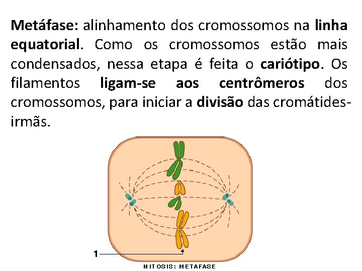 Metáfase: alinhamento dos cromossomos na linha equatorial. Como os cromossomos estão mais condensados, nessa