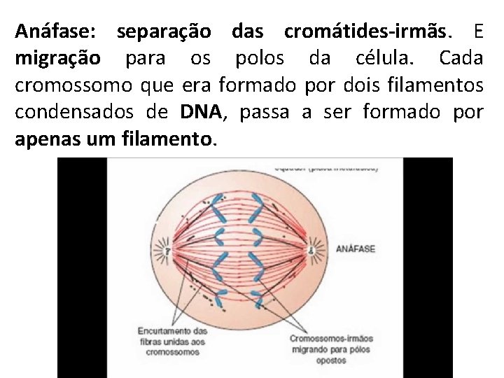Anáfase: separação das cromátides-irmãs. E migração para os polos da célula. Cada cromossomo que