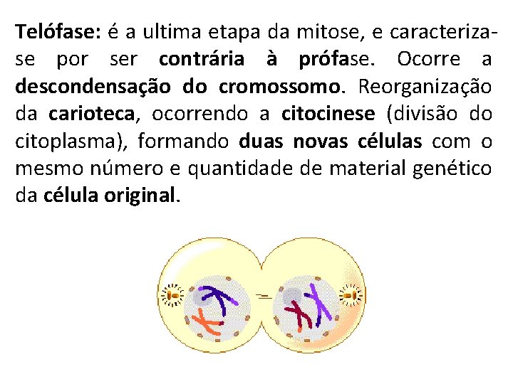 Telófase: é a ultima etapa da mitose, e caracterizase por ser contrária à prófase.