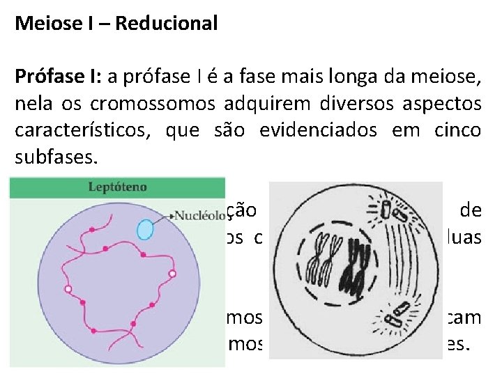 Meiose I – Reducional Prófase I: a prófase I é a fase mais longa