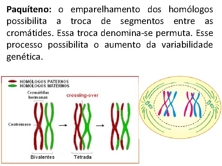 Paquíteno: o emparelhamento dos homólogos possibilita a troca de segmentos entre as cromátides. Essa