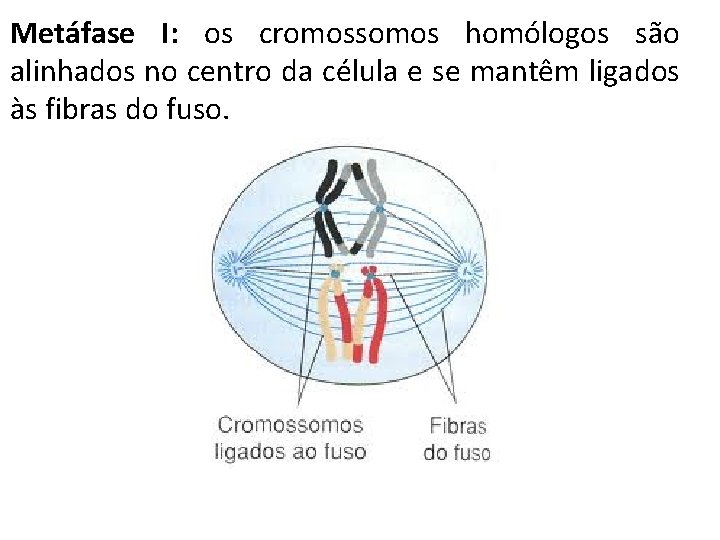 Metáfase I: os cromossomos homólogos são alinhados no centro da célula e se mantêm