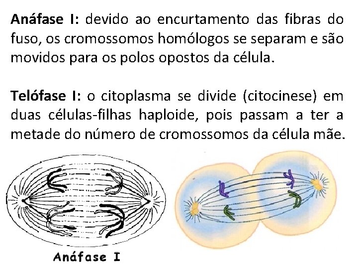 Anáfase I: devido ao encurtamento das fibras do fuso, os cromossomos homólogos se separam