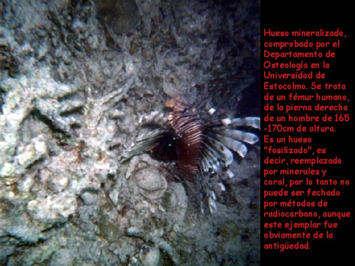 Hueso mineralizado, comprobado por el Departamento de Osteología en la Universidad de Estocolmo. Se