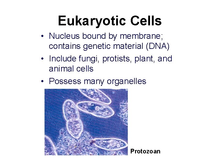 Eukaryotic Cells • Nucleus bound by membrane; contains genetic material (DNA) • Include fungi,