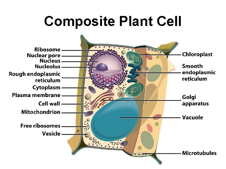 Composite Plant Cell 