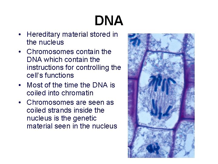 DNA • Hereditary material stored in the nucleus • Chromosomes contain the DNA which
