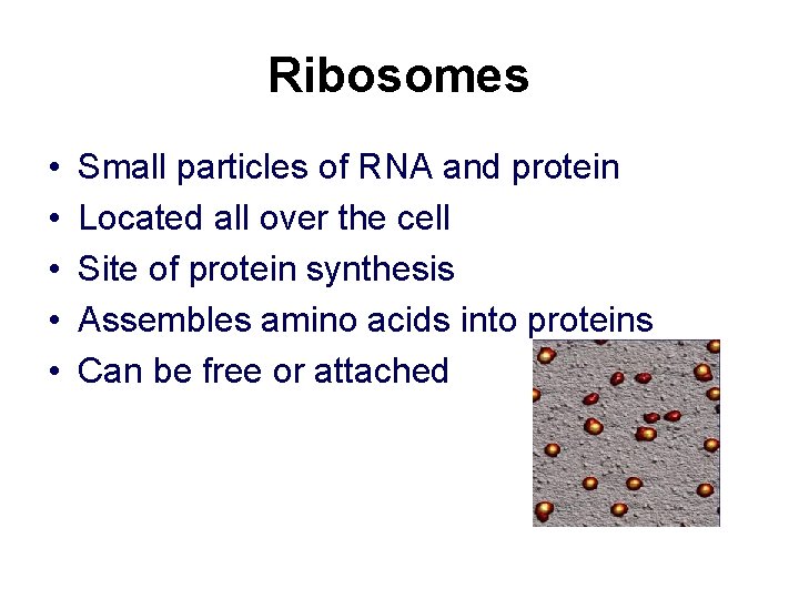 Ribosomes • • • Small particles of RNA and protein Located all over the