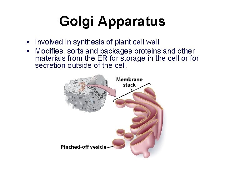 Golgi Apparatus • Involved in synthesis of plant cell wall • Modifies, sorts and