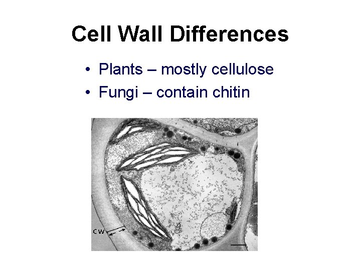 Cell Wall Differences • Plants – mostly cellulose • Fungi – contain chitin 