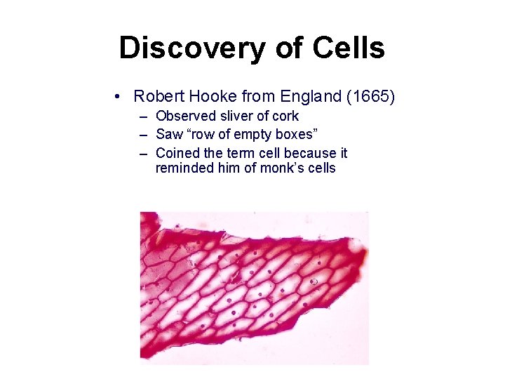 Discovery of Cells • Robert Hooke from England (1665) – Observed sliver of cork