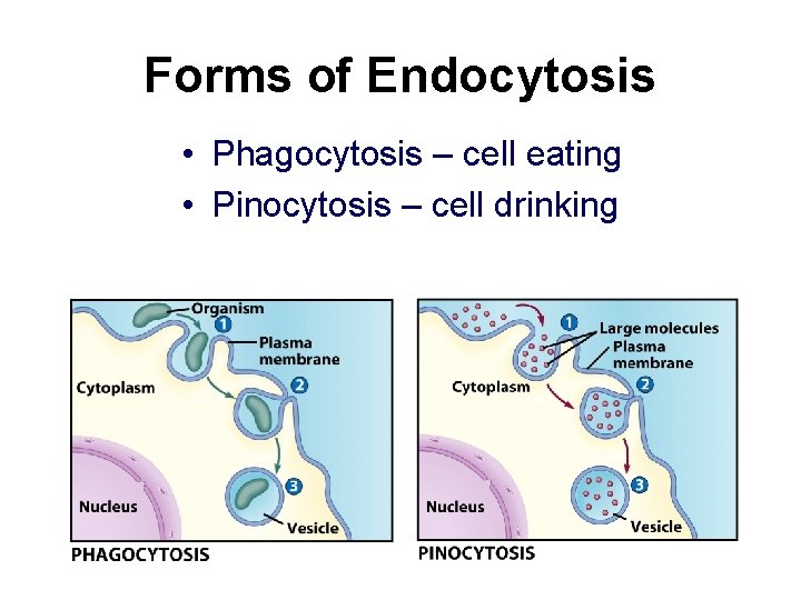 Forms of Endocytosis • Phagocytosis – cell eating • Pinocytosis – cell drinking 