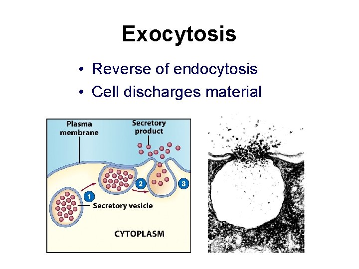 Exocytosis • Reverse of endocytosis • Cell discharges material 