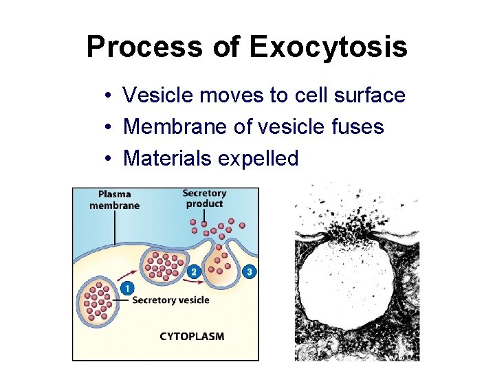 Process of Exocytosis • Vesicle moves to cell surface • Membrane of vesicle fuses