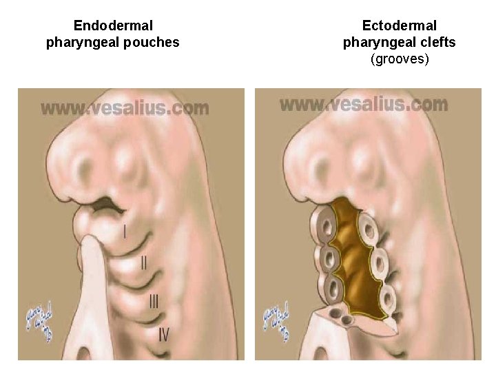 Endodermal pharyngeal pouches Ectodermal pharyngeal clefts (grooves) 