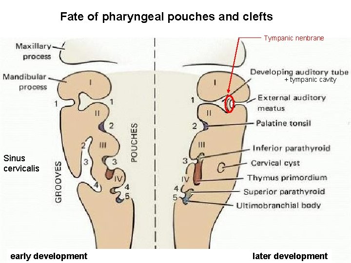 Fate of pharyngeal pouches and clefts Tympanic nenbrane + tympanic cavity Sinus cervicalis early