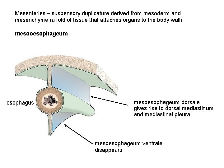 Mesenteries – suspensory duplicature derived from mesoderm and mesenchyme (a fold of tissue that