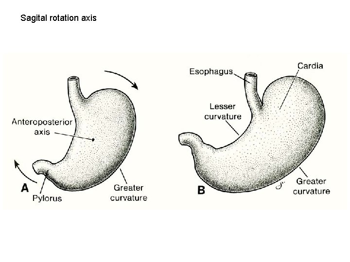 Sagital rotation axis 