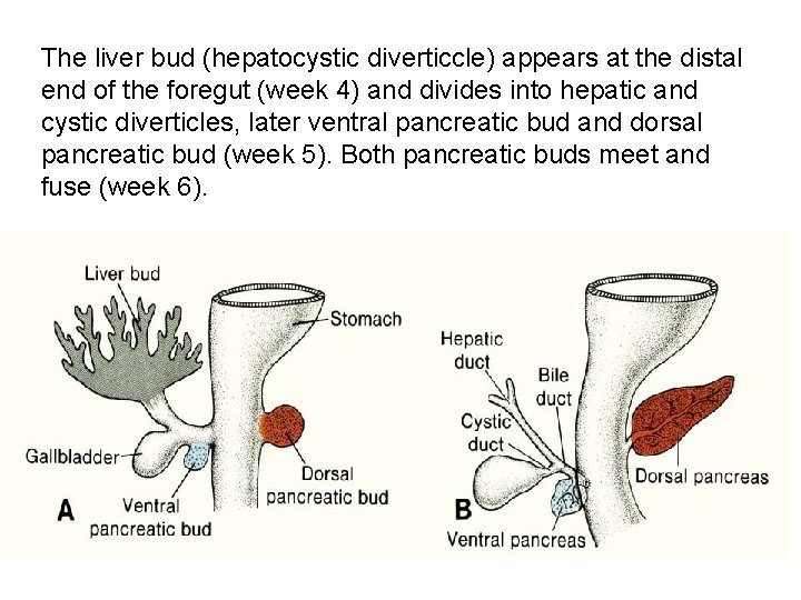 The liver bud (hepatocystic diverticcle) appears at the distal end of the foregut (week