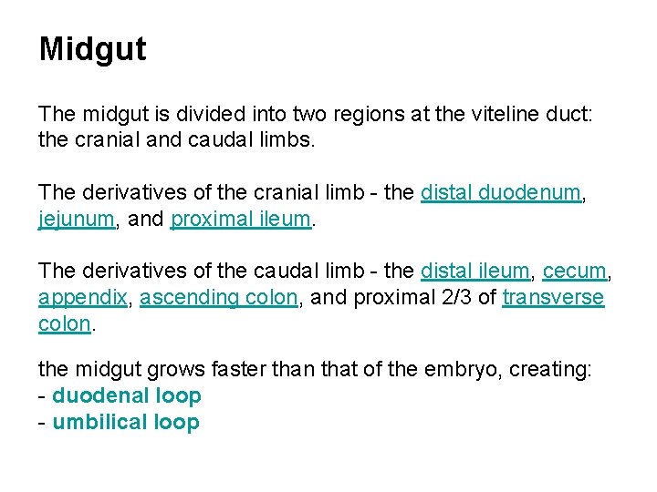 Midgut The midgut is divided into two regions at the viteline duct: the cranial