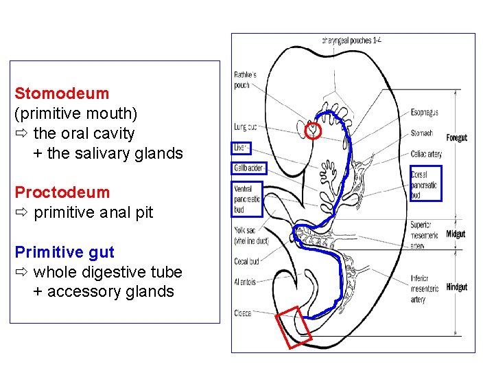 Stomodeum (primitive mouth) the oral cavity + the salivary glands Proctodeum primitive anal pit