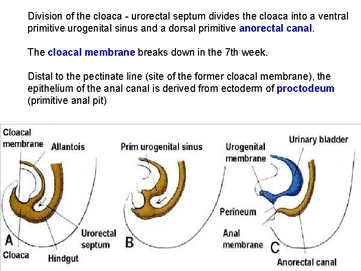 Division of the cloaca - urorectal septum divides the cloaca into a ventral primitive