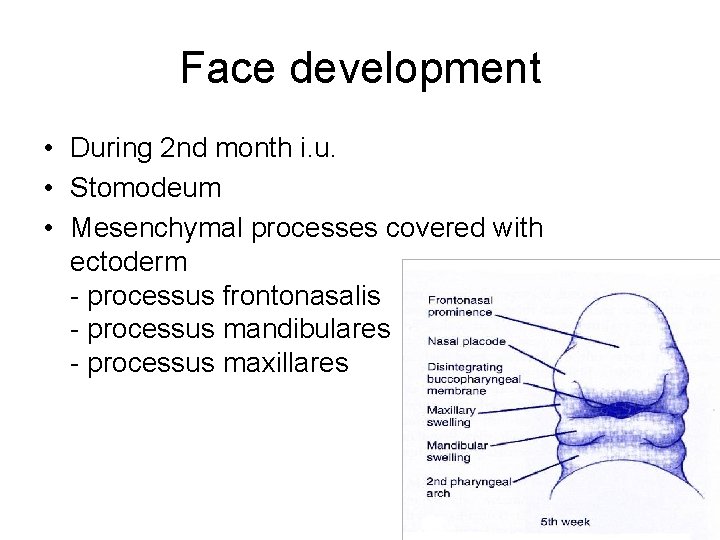 Face development • During 2 nd month i. u. • Stomodeum • Mesenchymal processes