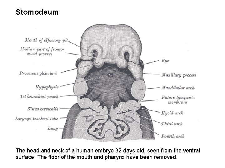 Stomodeum The head and neck of a human embryo 32 days old, seen from