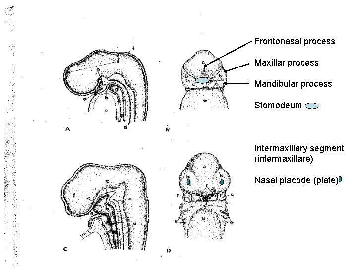 Frontonasal process Maxillar process Mandibular process Stomodeum Intermaxillary segment (intermaxillare) Nasal placode (plate) 