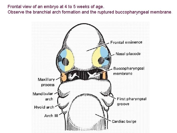 Frontal view of an embryo at 4 to 5 weeks of age. Observe the