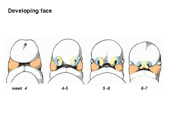 Developing face week 4 4 -5 5 -6 6 -7 