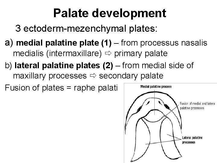 Palate development 3 ectoderm-mezenchymal plates: a) medial palatine plate (1) – from processus nasalis