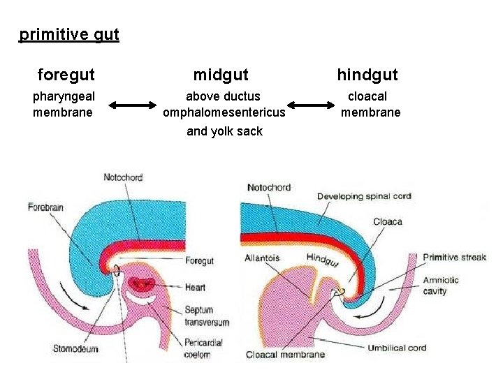 primitive gut foregut midgut pharyngeal membrane above ductus omphalomesentericus and yolk sack hindgut cloacal