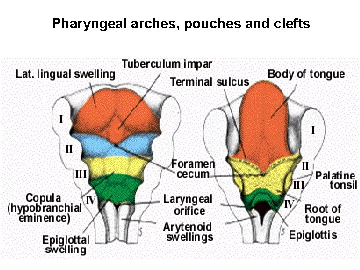 Pharyngeal arches, pouches and clefts 