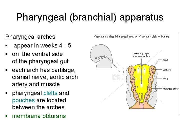 Pharyngeal (branchial) apparatus Pharyngeal arches • appear in weeks 4 - 5 • on