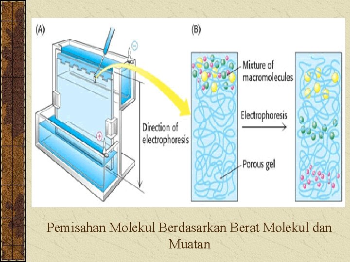 Pemisahan Molekul Berdasarkan Berat Molekul dan Muatan 