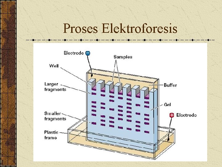 Proses Elektroforesis 
