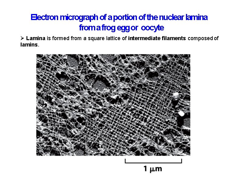 Electron micrograph of a portion of the nuclear lamina from a frog egg or