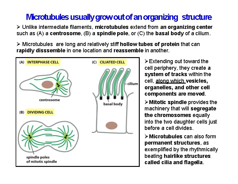 Microtubules usually grow out of an organizing structure Unlike intermediate filaments, microtubules extend from