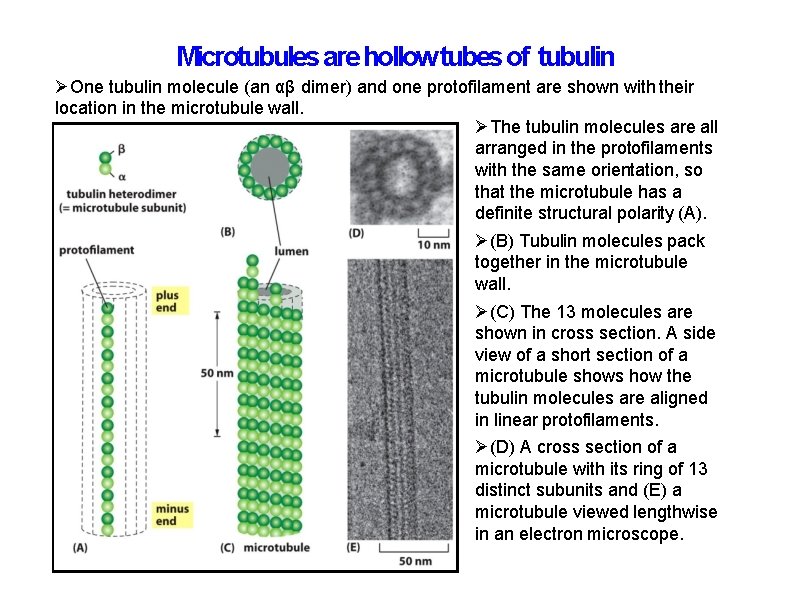 Microtubules are hollow tubes of tubulin One tubulin molecule (an αβ dimer) and one