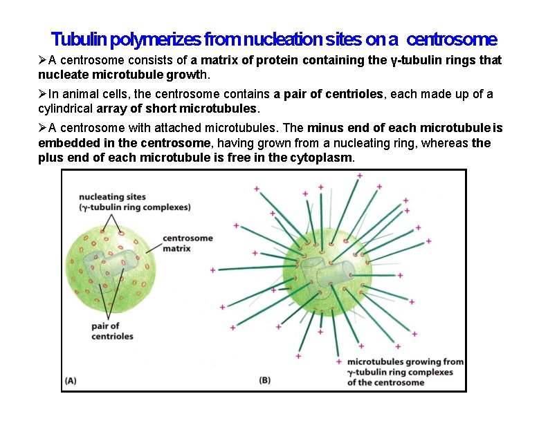 Tubulin polymerizes from nucleation sites on a centrosome A centrosome consists of a matrix