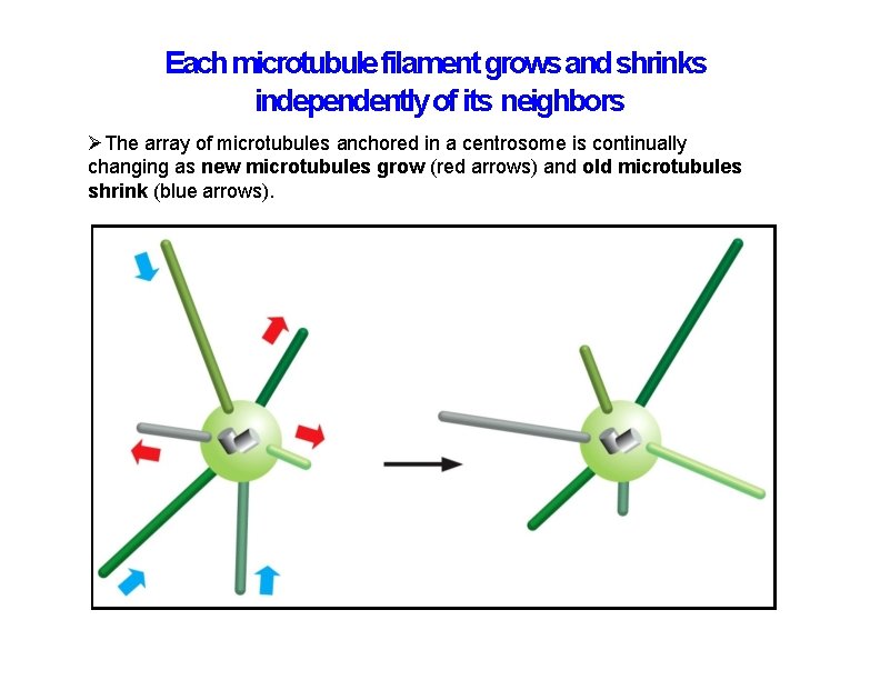 Each microtubule filament grows and shrinks independently of its neighbors The array of microtubules