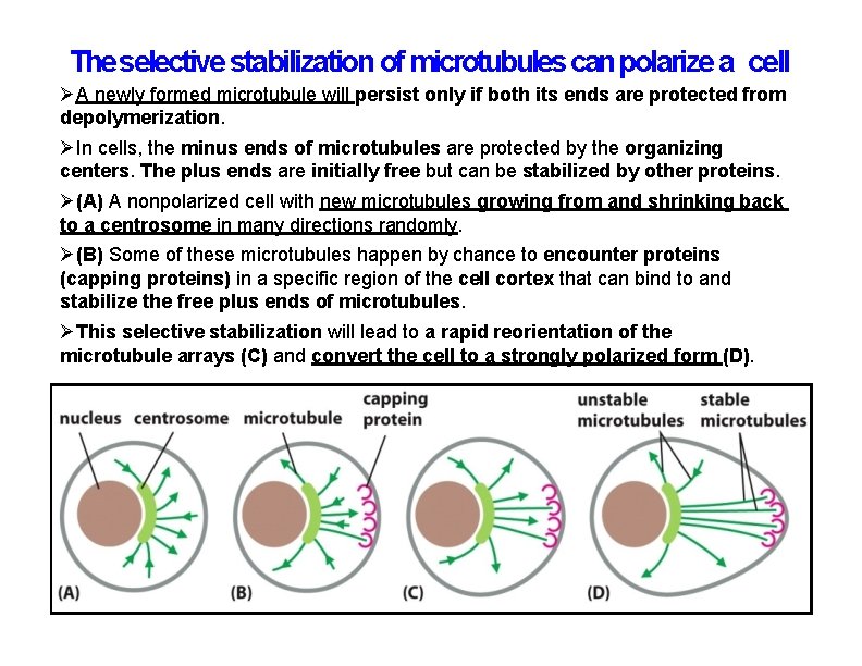 The selective stabilization of microtubules can polarize a cell A newly formed microtubule will
