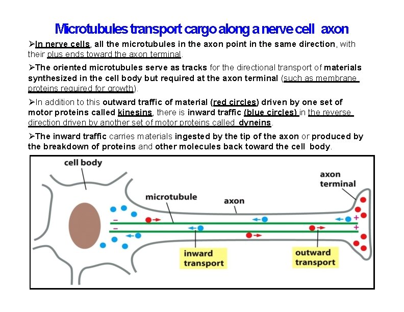 Microtubules transport cargo along a nerve cell axon In nerve cells, all the microtubules