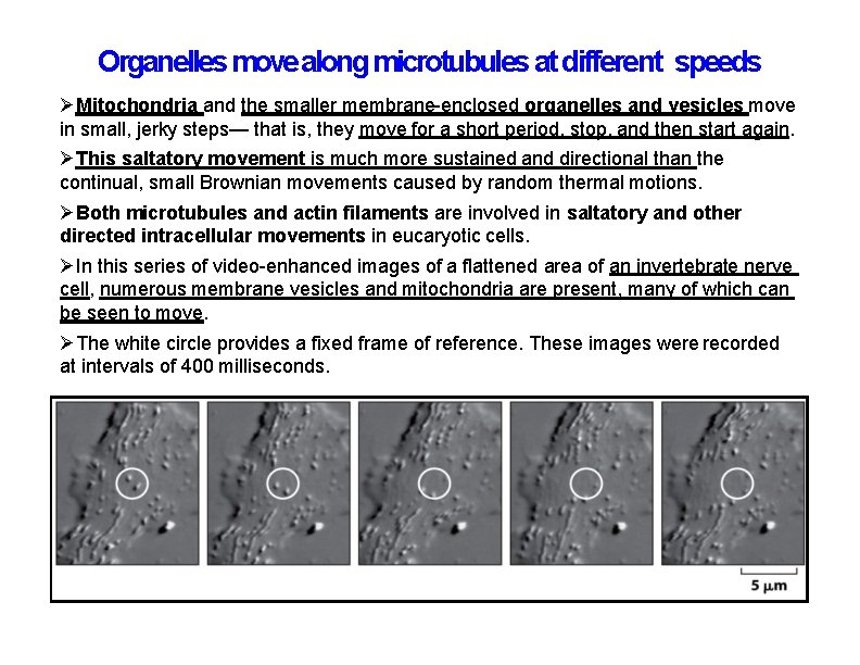 Organelles move along microtubules at different speeds Mitochondria and the smaller membrane-enclosed organelles and