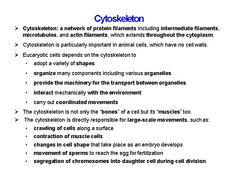 Cytoskeleton Cytoskeleton: a network of protein filaments including intermediate filaments, microtubules, and actin filaments,