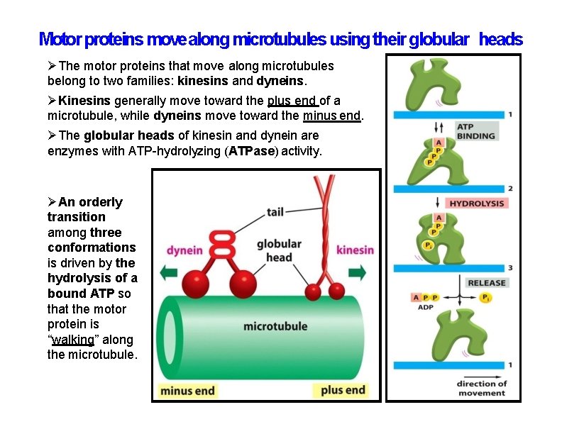 Motor proteins move along microtubules using their globular heads The motor proteins that move