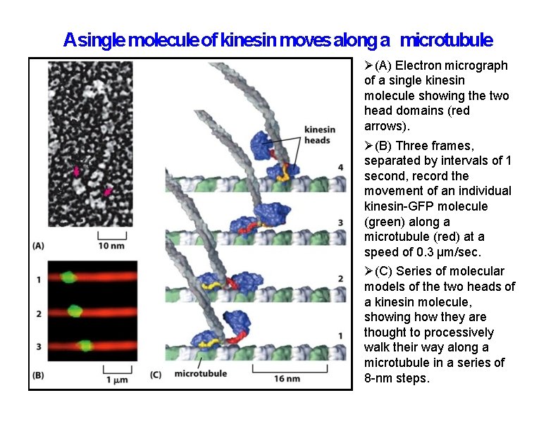 Asingle molecule of kinesin moves along a microtubule (A) Electron micrograph of a single