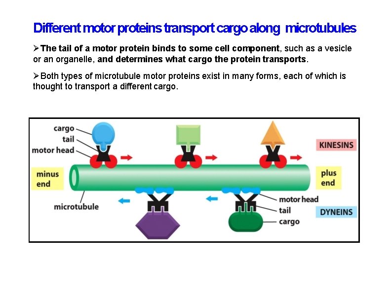 Different motor proteins transport cargo along microtubules The tail of a motor protein binds